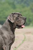 DOGUE ALLEMAND 591